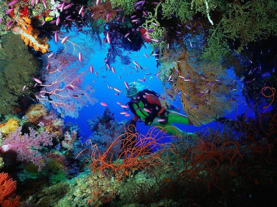 Vietnam-diving