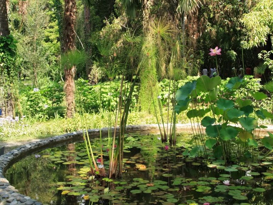 Botanical-garden-Sukhum-1
