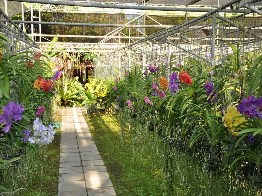 Chiang-Mai-Orchid-farm